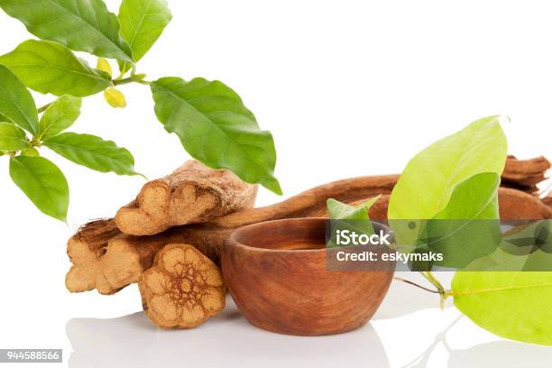 Ayahuasca Medicine Stock Photo - Download Image Now - Plant, Authority, Ayahuasca - Drink