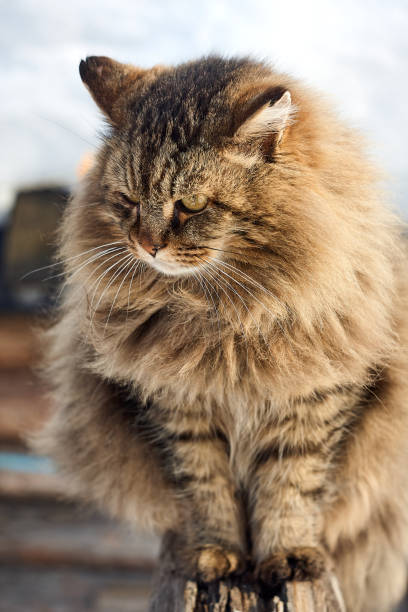 istock fluffy siberan cat body close up 944588886