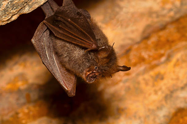 istock Lesser woolly horseshoe bat, Rhinolophus beddomei  Devrayandurga, Karnataka. Found in India and Sri Lanka 944597408