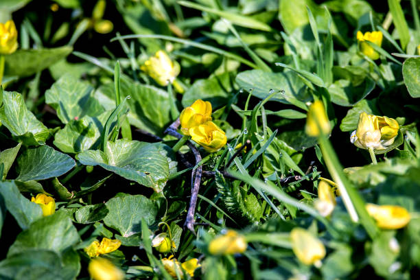 flores prado pequeño amarillo en un pasto verde - artex fotografías e imágenes de stock