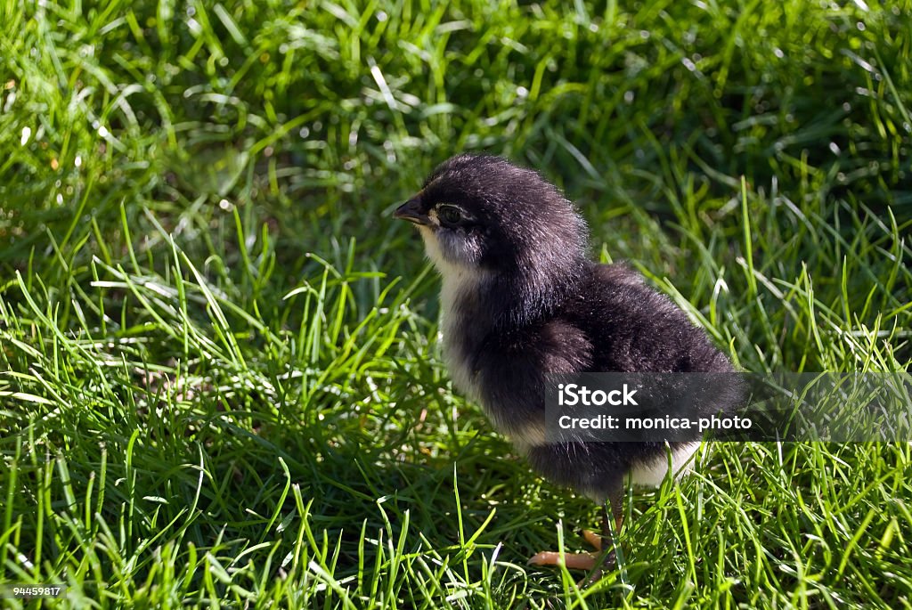 Negro pollito - 2 días young - Foto de stock de Aire libre libre de derechos