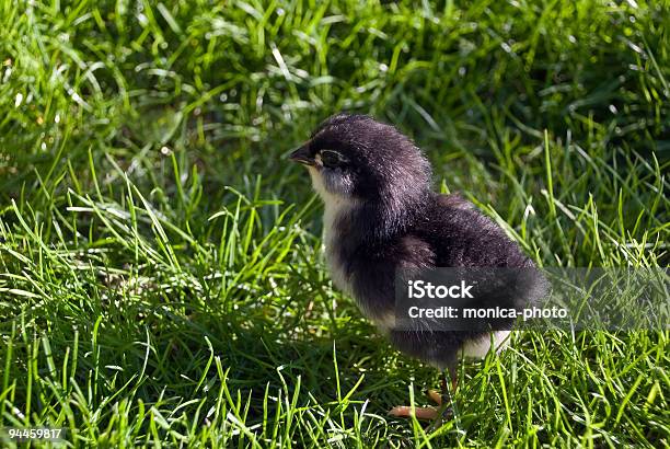 Negro Pollito 2 Días Young Foto de stock y más banco de imágenes de Aire libre - Aire libre, Animal, Animal joven