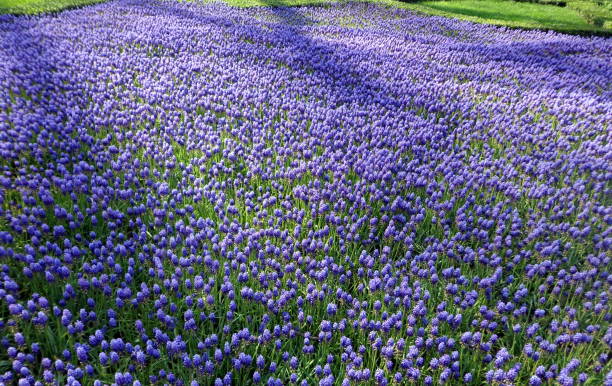 istock Blue hyacinth flowers field, floral background 944601002