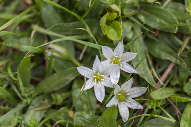 istock close up spring flowers and green leaves 944601250