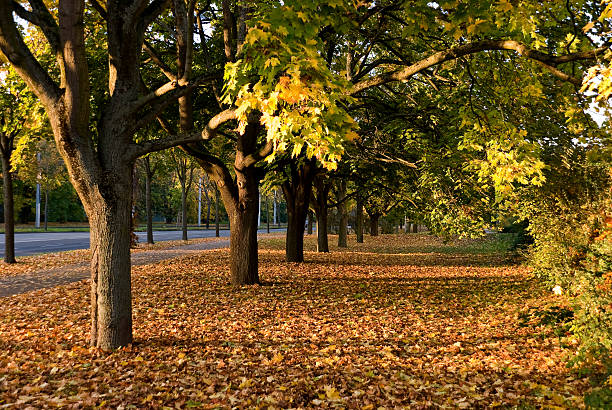 istock colors of autumnal park 94460231