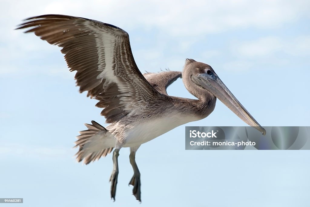 big, american brown pelican flying  Adult Stock Photo