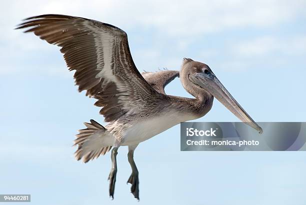 Big American Brown Pelican Flying Stock Photo - Download Image Now - Adult, Animal, Animal Wing