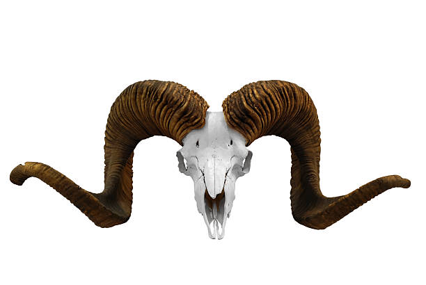 istock animal skull with big horn 94460283