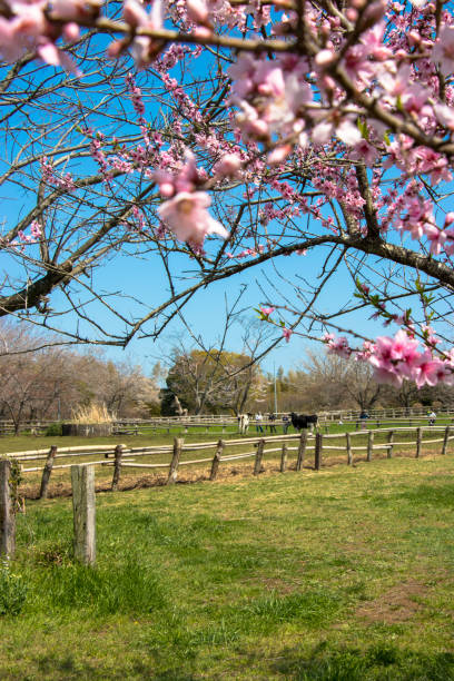 istock cherry blossoms in spring in Chiba, Japan 944605630