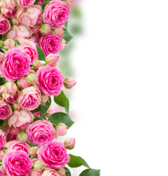istock border of  fresh pink roses close u 944605772