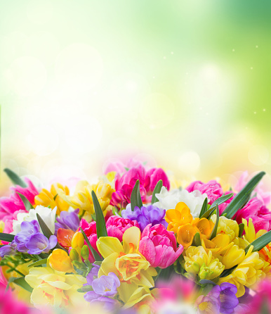 multicolored freesia and daffodil flowers on green bokeh background