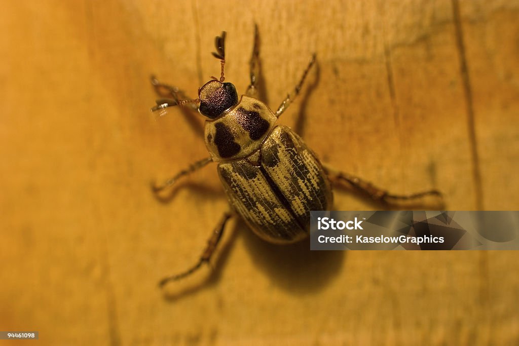 Besouro em uma varanda Post - Foto de stock de Antena - Parte do corpo animal royalty-free
