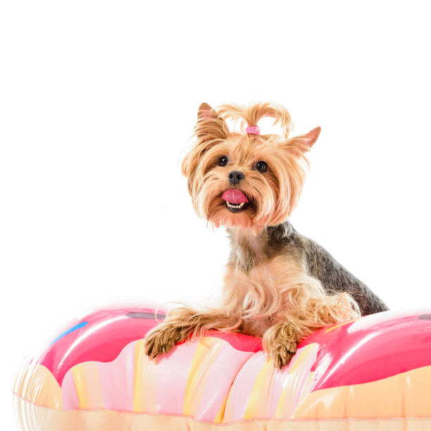 istock Cute dog sitting on doughnut swim ring isolated on white 944614116
