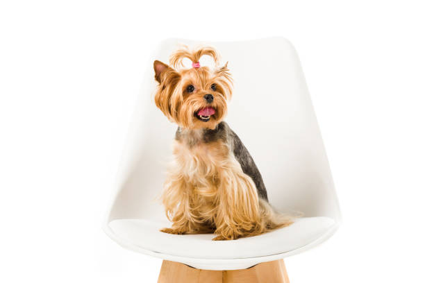 Funny yorkshire terrier sitting on chair isolated on white