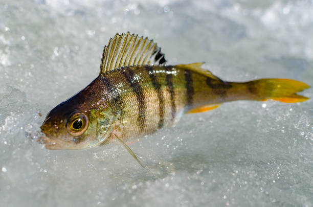 istock Winter fishing from the ice 944614654
