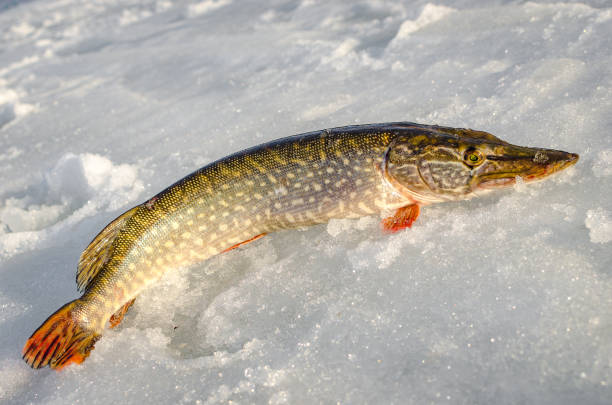 istock Winter fishing from the ice 944614832
