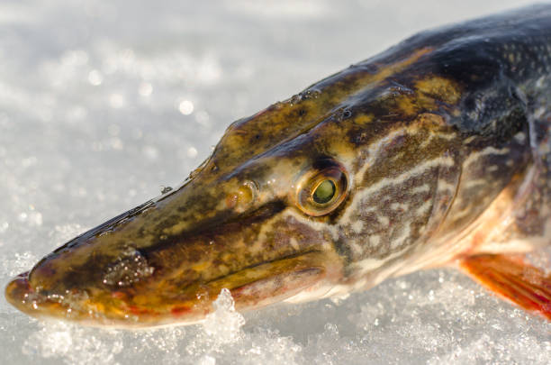 istock Winter fishing from the ice 944614898