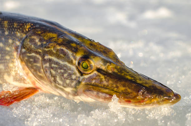 istock Winter fishing from the ice 944614950