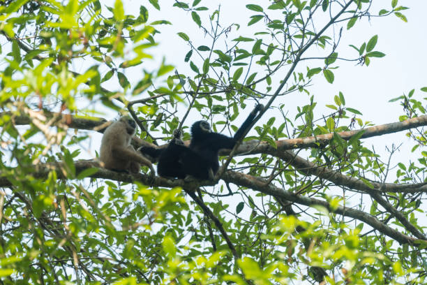 beyaz kişili gibbon khao yai milli parkı'nda - dış uzay lar stok fotoğraflar ve resimler