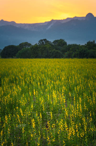 istock yellow flower field in Thailand mountain 944616256