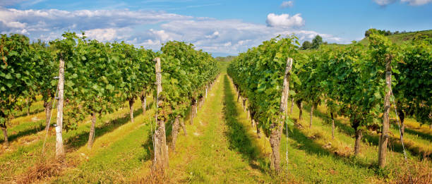 istock Panorama of vine stocks in a vineyard 944616426