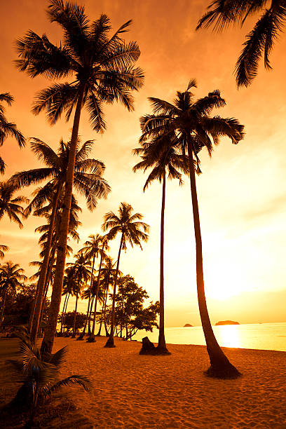 istock Coconut palms on sand tropic beach dure sunset 94461758