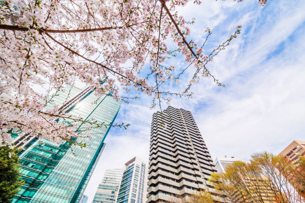 istock Cherry blossoms blooming in the city 944618496