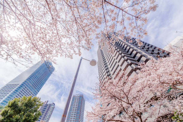 istock Cherry blossoms blooming in the city 944618704