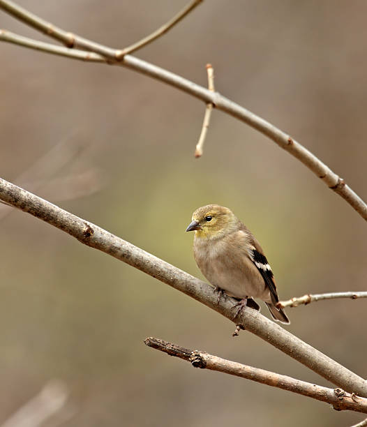 istock American Goldfinch (Carduelis tristis) 94461946