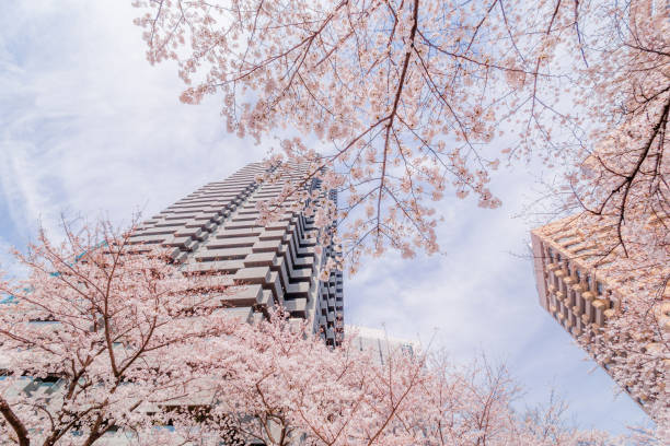 istock Cherry blossoms blooming in the city 944619468