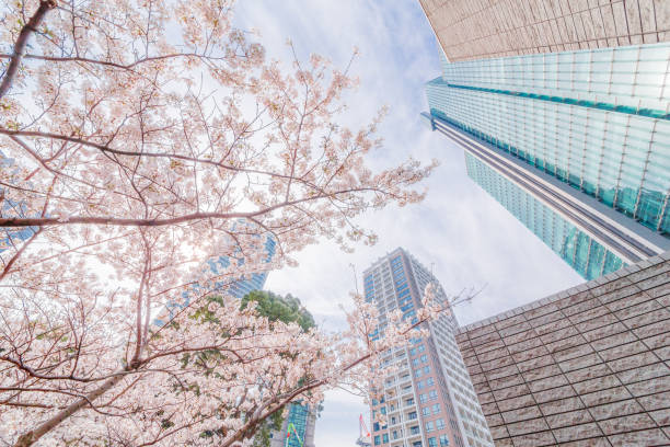istock Cherry blossoms blooming in the city 944619784