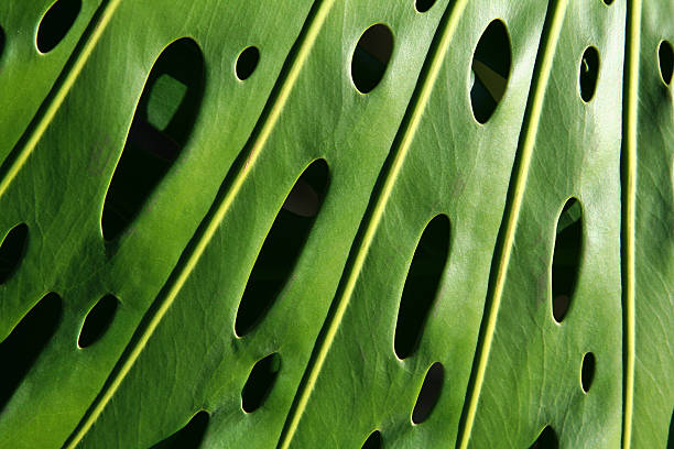 close up of green leaves of dieffenbachia plant  against  window , minimalistic style. Mock up interior photo simple urban jungle style