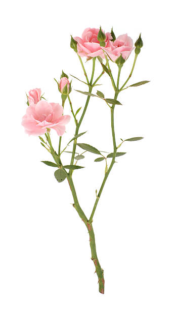Branch of pink roses