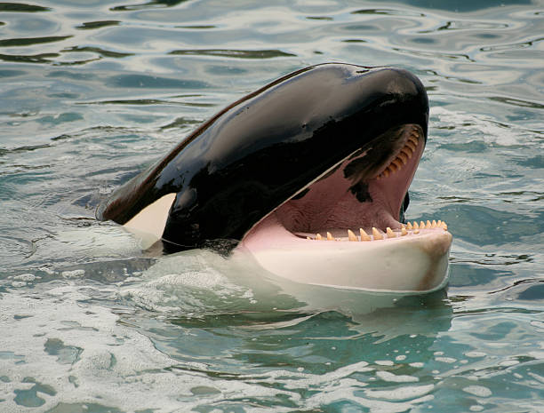 head of a schwertwal orca - schwertwal stock-fotos und bilder