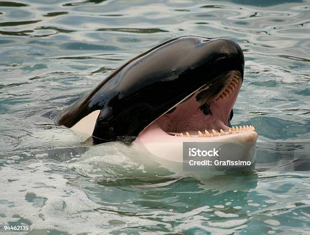 Head Of A Killer Whale Orca Stock Photo - Download Image Now - Killer Whale, Whale, Talking
