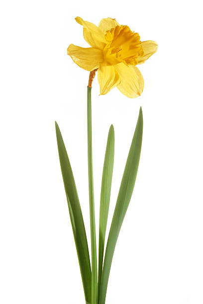 jonquille isolé sur fond blanc - daffodil flower isolated cut out photos et images de collection