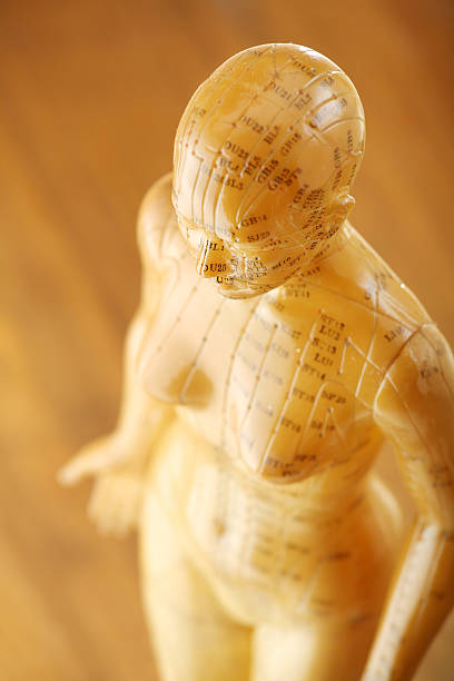 акупунктура женский модель из выше - acupuncture shiatsu reflexology meridians стоковые фото и изображения