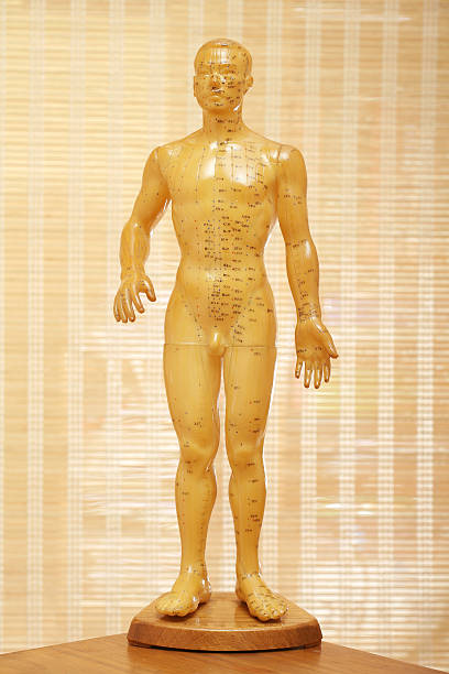 акупунктура мужской модели тела - acupuncture shiatsu reflexology meridians стоковые фото и изображения