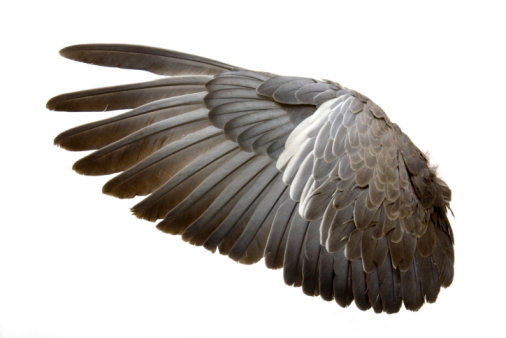 Complete wing of grey bird isolated on white