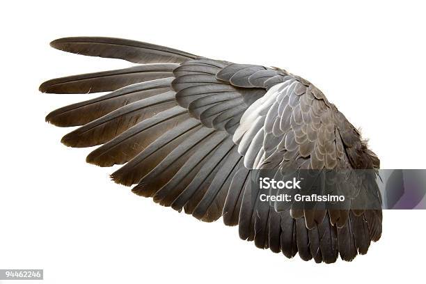Foto de Complete Wing De Cinza Bird Isolada No Branco e mais fotos de stock de Asa animal - Asa animal, Águia, Pássaro
