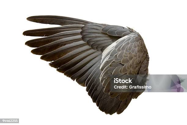 Foto de Complete Wing De Cinza Bird Isolada No Branco e mais fotos de stock de Asa animal - Asa animal, Cor Preta, Pássaro