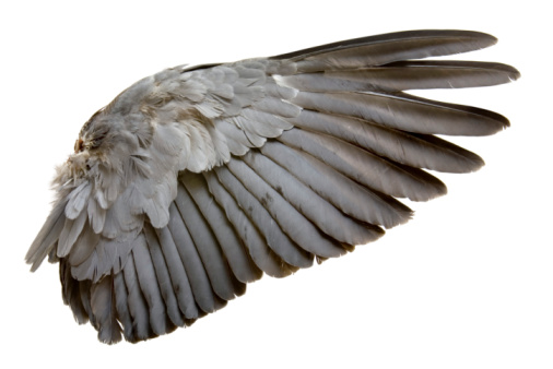 Completar ala gris de pájaro Aislado en blanco photo