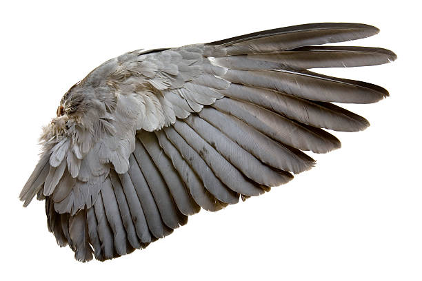 completar ala gris de pájaro aislado en blanco - ala de animal fotografías e imágenes de stock