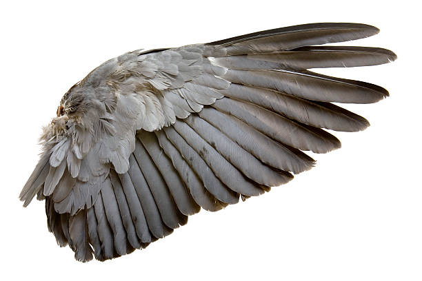 Complete wing of grey bird isolated on white stock photo