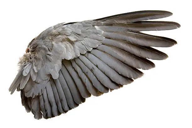 Photo of Complete wing of grey bird isolated on white