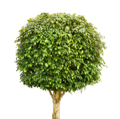 green bush plant isolated with clipping path