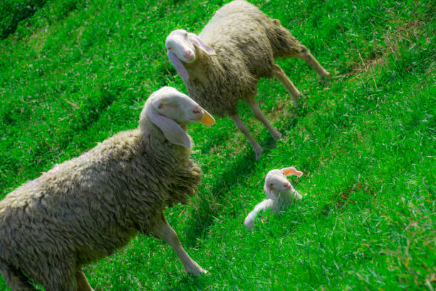 istock Two sheep and a little lamb on the green grass 944626392