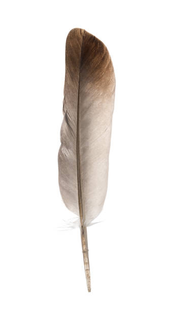 hermosa pluma aislada sobre fondo blanco - animal hair animal bristle close up fotografías e imágenes de stock