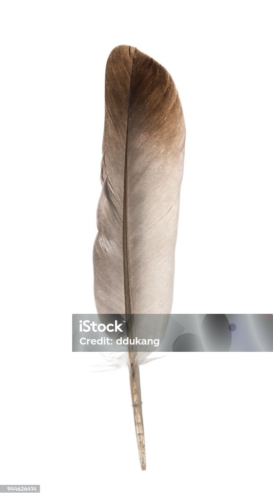 Beautiful feather isolated on white background Feather on white background Feather Stock Photo