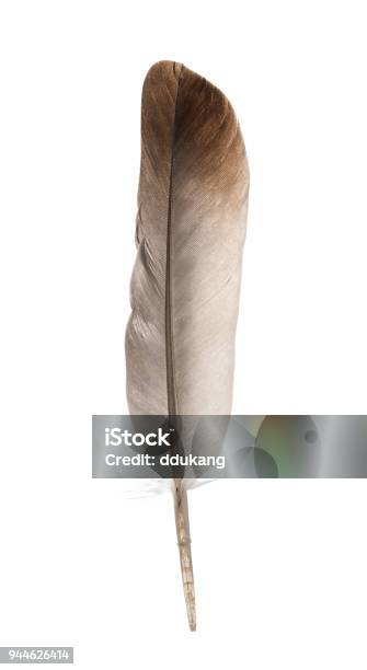 Beautiful Feather Isolated On White Background Stock Photo - Download Image Now - Feather, Eagle - Bird, Goose - Bird